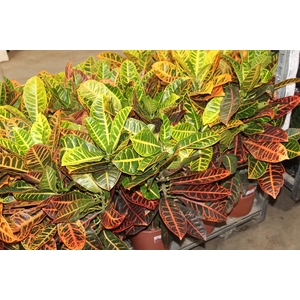 CROTON HIBRIDO PETRA P24