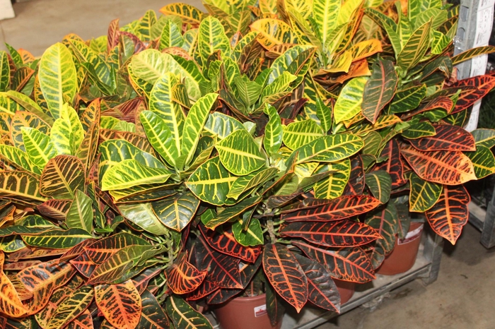 <h4>CROTON HIBRIDO PETRA P24</h4>