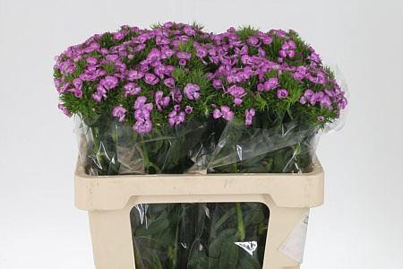 <h4>Di Barb Lavender Melian Bre X80</h4>