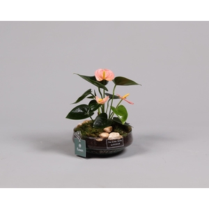 Green BottleIris Small met Anthurium roze