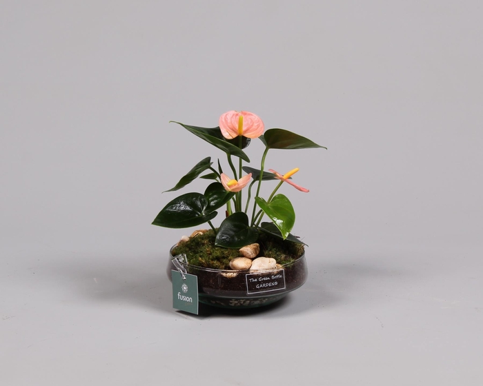 <h4>Green BottleIris Small met Anthurium roze</h4>