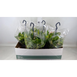 Philodendron scand. 'Brasil'