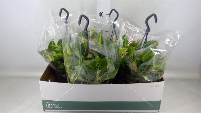 <h4>Philodendron scand. 'Brasil'</h4>