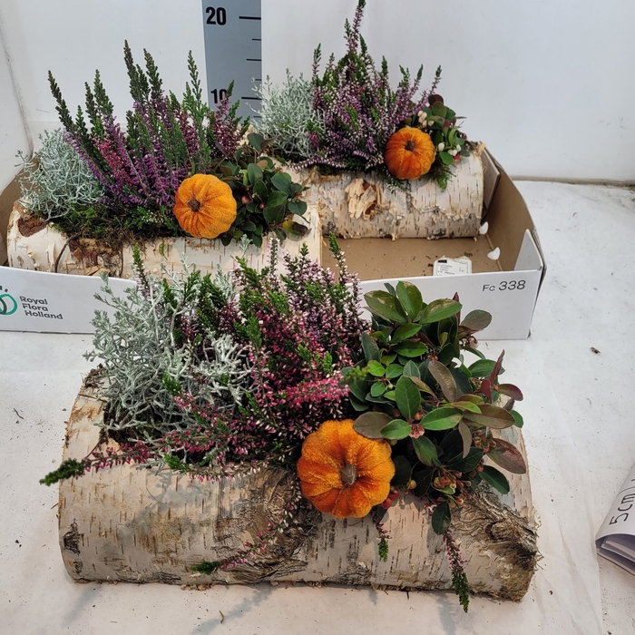 <h4>ARR TUINPLANTEN</h4>