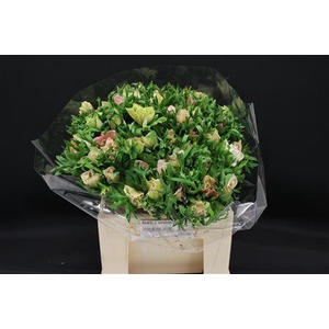 ANEM MISTRAL EX WHITE