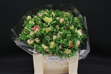 <h4>ANEM MISTRAL EX WHITE</h4>