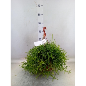 Rhipsalis heteroclada