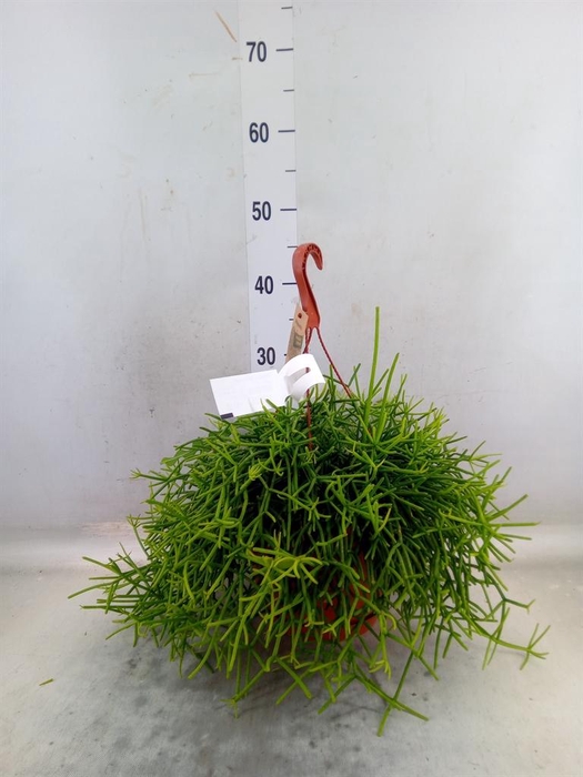 <h4>Rhipsalis heteroclada</h4>