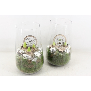 arr4 Hyacint JS - Glas hoog Zilver