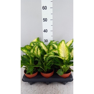 Dieffenbachia  'Camilla'