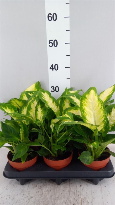 <h4>Dieffenbachia  'Camilla'</h4>
