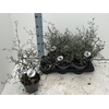 arr8 Corokia Cotoneaster