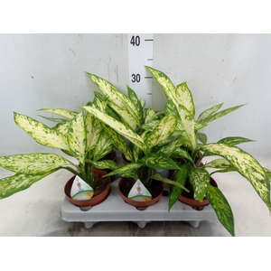 Dieffenbachia  'Vesuvius'