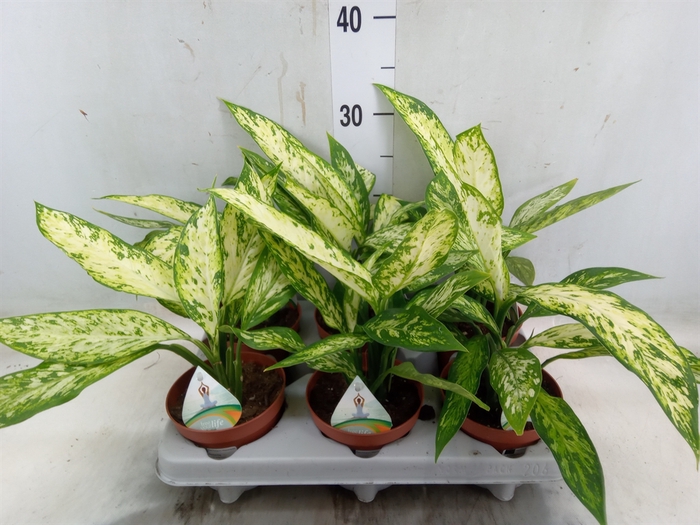 <h4>Dieffenbachia  'Vesuvius'</h4>