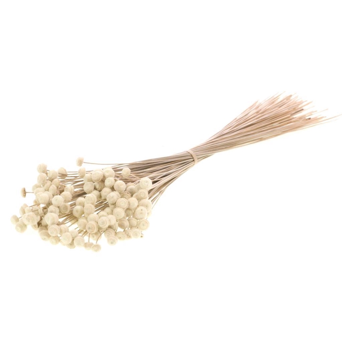 <h4>Botao Natural</h4>