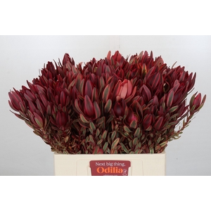 Leucadendron Jester Spray