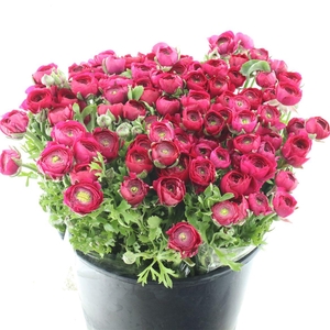 Ran El Sr Dark Pink Extra