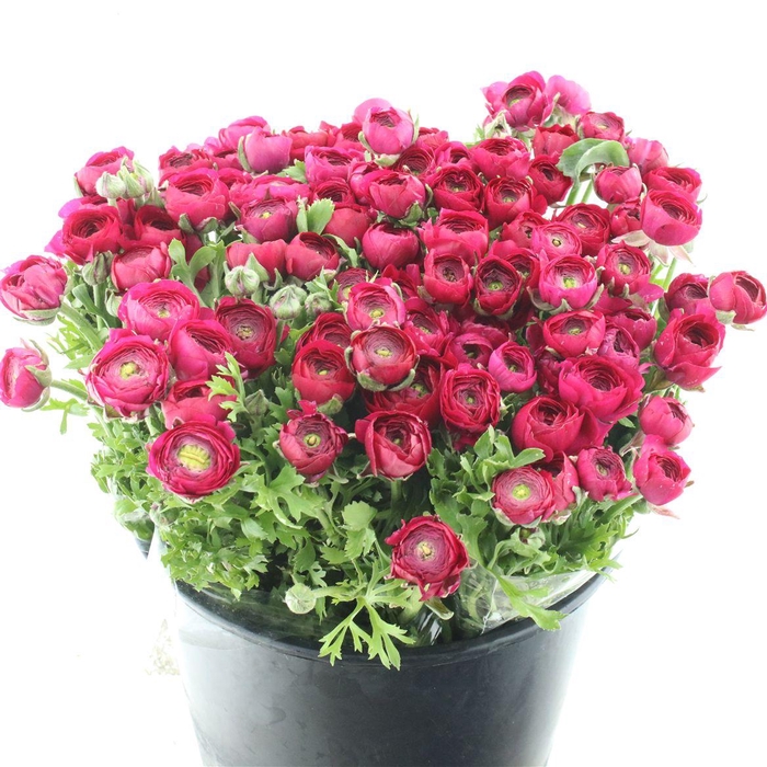 <h4>Ran El Sr Dark Pink Extra</h4>