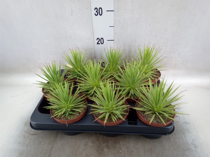 <h4>Agave stricta 'Nana'</h4>