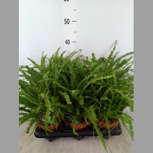 Nephrolepis cord. 'Duffii'