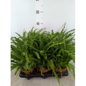 Nephrolepis cord. 'Duffii'