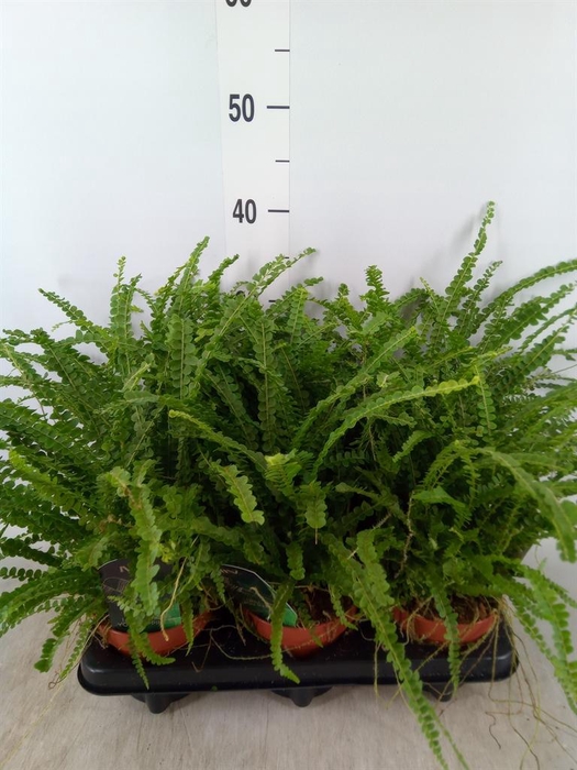 <h4>Nephrolepis cord. 'Duffii'</h4>