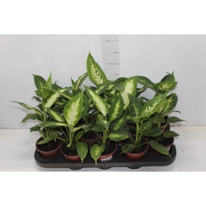DIEFFENBACHIA VARIADO P11