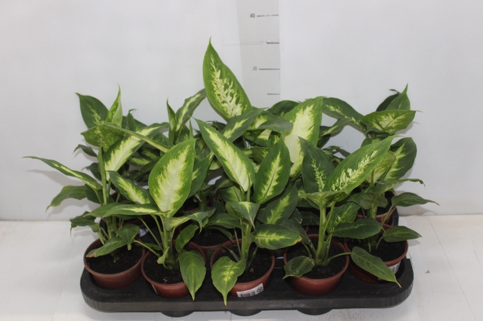 <h4>DIEFFENBACHIA VARIADO P11</h4>