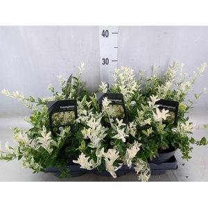 Euonymus fortunei 'Harlequin'