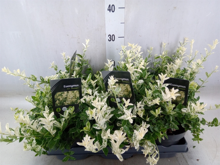 <h4>Euonymus fortunei 'Harlequin'</h4>