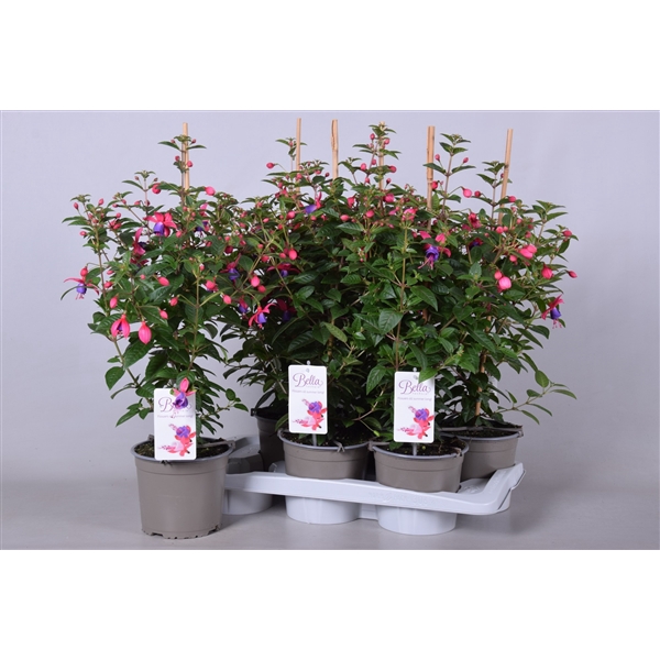 <h4>Fuchsia Bella Suzanne</h4>