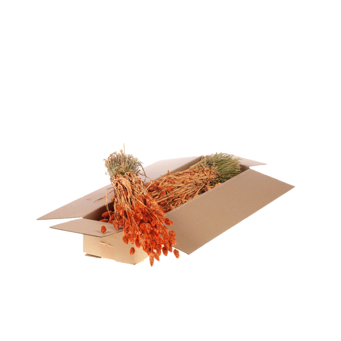 <h4>Phalaris Sb Coral Misty</h4>