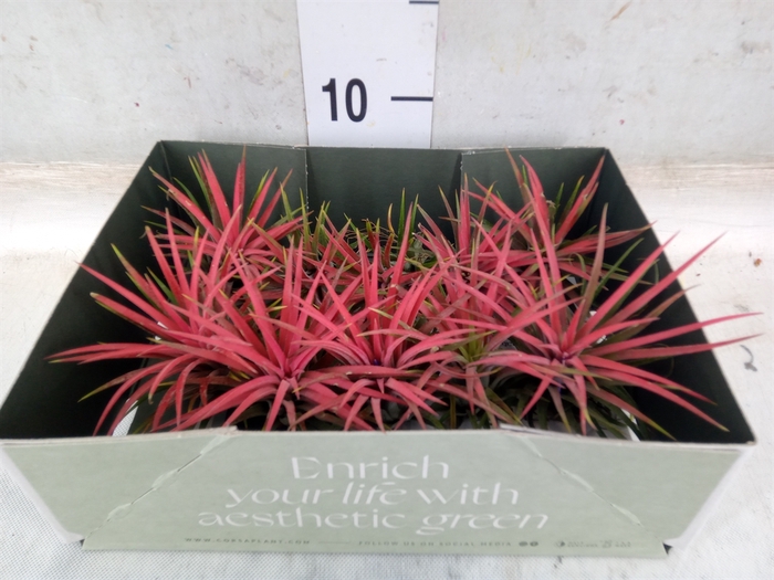 <h4>Tillandsia</h4>