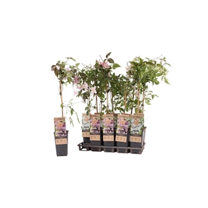 Clematis Montana Grp