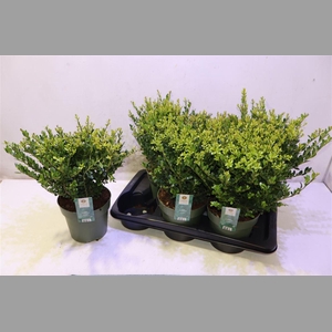 Ilex Crenata Jenny