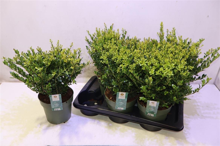 <h4>Ilex Crenata Jenny</h4>