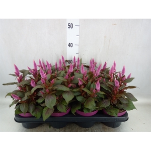 Celosia arg. SP 'Wild Pink'