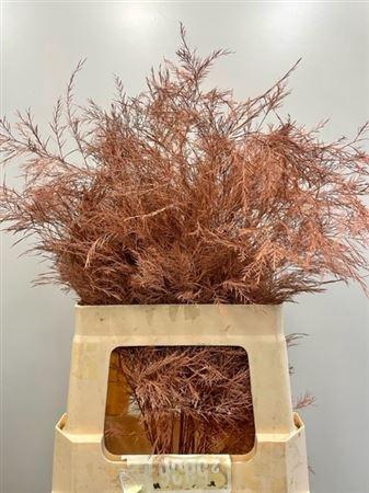 <h4>Treefern Terracotta</h4>