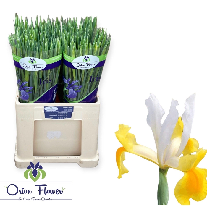 <h4>IRIS APOLLO</h4>