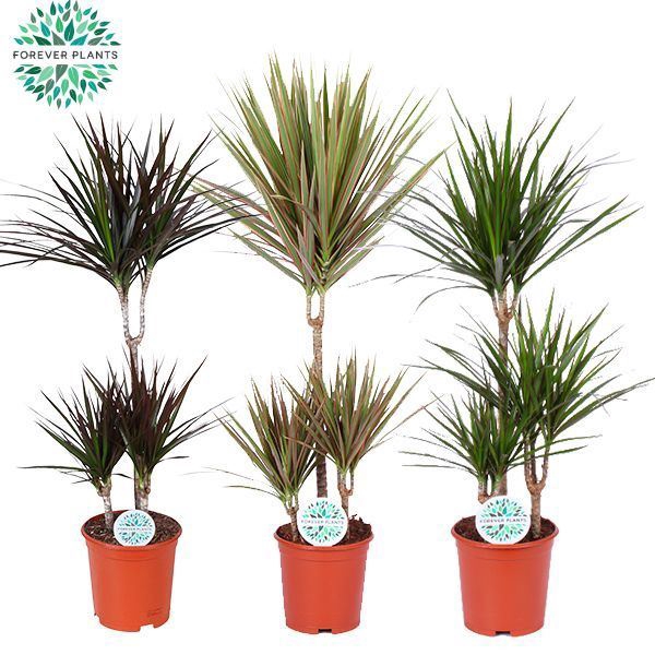 <h4>Dracaena marg.   ..mix 2</h4>