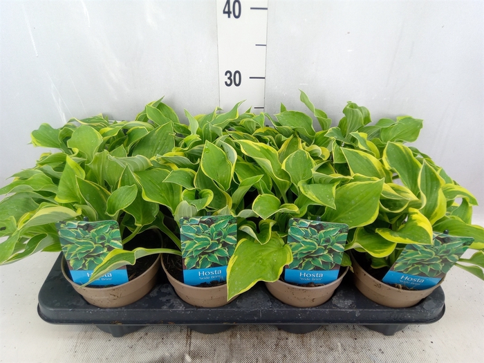 Hosta  'Wide Brim'