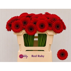 GE MI RED RUBY
