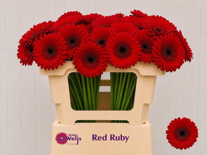 <h4>GE MI RED RUBY</h4>