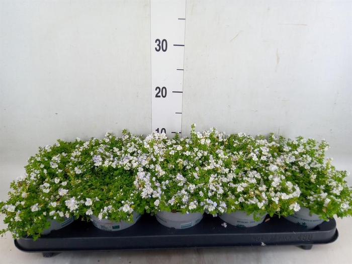 <h4>Veronica repens</h4>