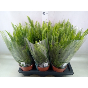 Nephrolepis exal. 'Green Lady'
