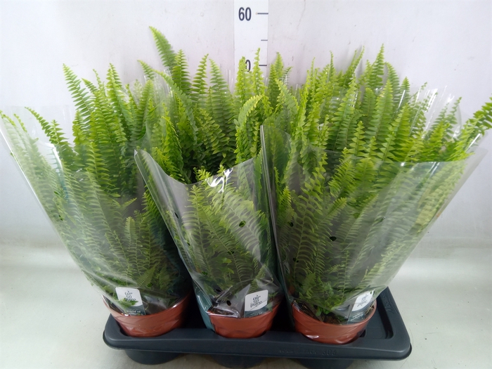 <h4>Nephrolepis exal. 'Green Lady'</h4>