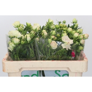 Ranunculus Butterfly Graces