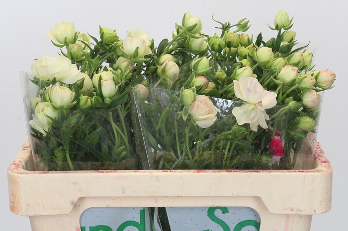 <h4>Ranunculus Butterfly Graces</h4>