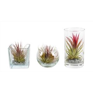 Tillandsia glas BVL mix