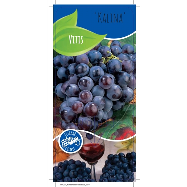 <h4>Vitis 'Kalina'</h4>